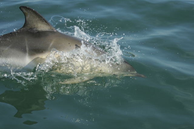 Dolphin watching